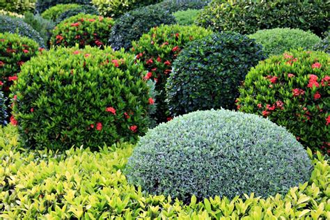2 to 4 feet tall and wide for most, some to 8 feet probably the best evergreen for shaping and pruning, which is why they are often the gardener's choice for creating formal hedges, borders, and even topiaries. Zone 5 Shrub Varieties: Growing Shrubs In Zone 5 Gardens