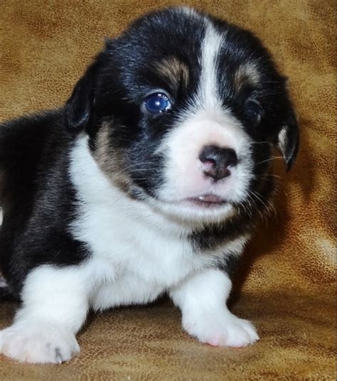 In search of new homes with loving families. Cardigan Welsh Corgi Puppies for Sale | Handmade Michigan