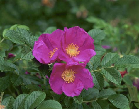 How To Grow And Care For Rugosa Roses