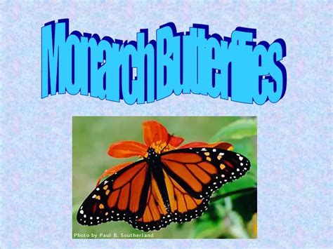 ppt monarch butterflies powerpoint presentation free download id 9287843