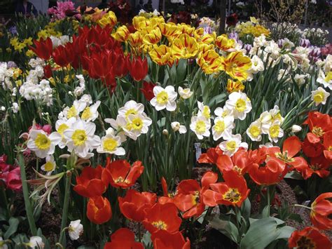 Consider planting your tulips in mounds. How to Blend Tulips With Annuals and Perennials in the Garden | HGTV