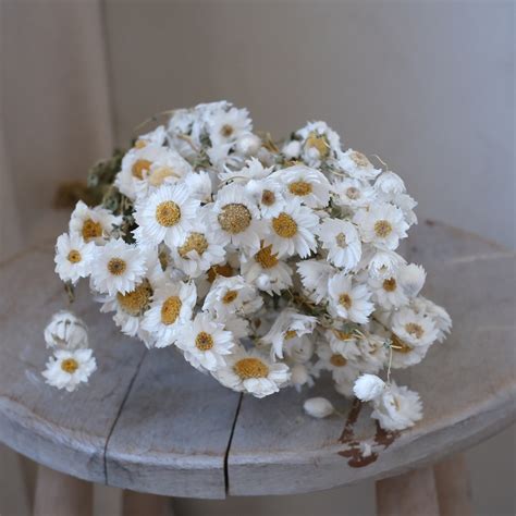 Dried Rodanthe Dried Daisies Home Decor Etsy