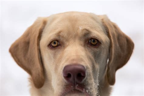 How Long Does A Yellow Lab Dog Live Lifespan Insights