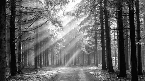 Free Download Forest Background Black And White Wallpaper Forest 273