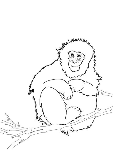 Colouring Picture Of Monkey