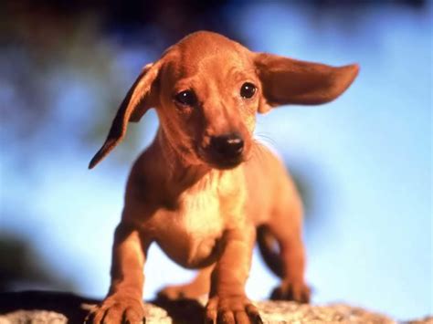 Dachshund Wallpapers Wallpaper Cave
