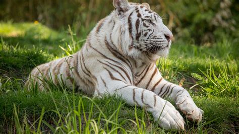 Every image can be downloaded in nearly every resolution to ensure it will work with your device. White Tiger 4k white tiger wallpapers, tiger wallpapers ...