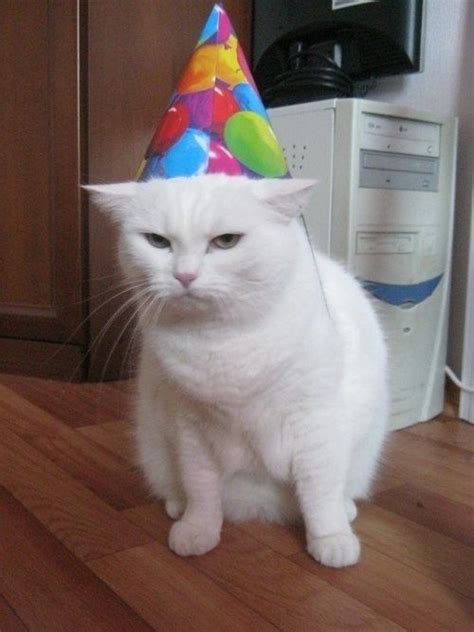 Catch The Luxury Funny Cat Memes Happy Birthday Hilarious Pets Pictures