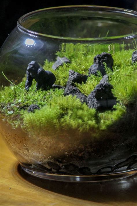 I've been wanting to do this for quite some time. Live Moss Terrarium in 2020 | Moss terrarium, Terrarium ...