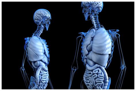 Image For Human Anatomical Anatomy Body Medical Hd Hd Wallpaper