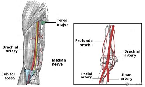 Arterial Supply To The Upper Limb Subclavian Brachial TeachMeAnatomy