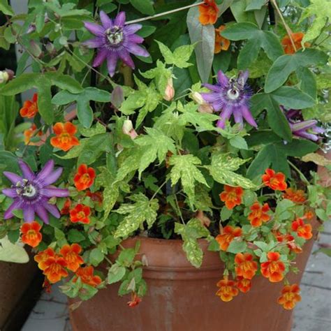 This vine is a perennial climbing plant grown in temperate and cooler areas annually. Fabulous Flowering Vine Ideas for Your Containers