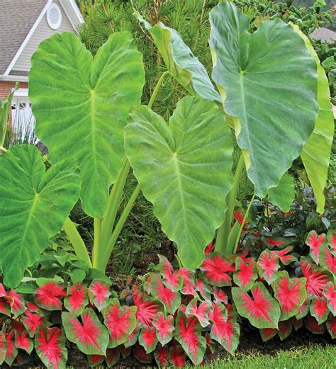 12 Bulb Elephant Ear And Caladium Shade Garden Collection Plow And Hearth