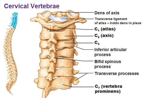 Cervical Spineoverview Gross Anatomy How To Relief Cervical