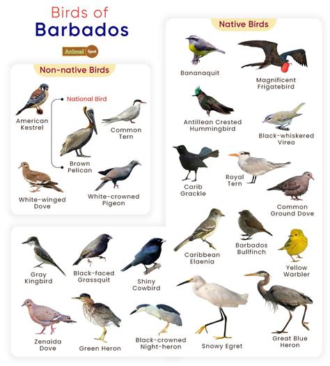 List Of Birds Found In Barbados With Pictures