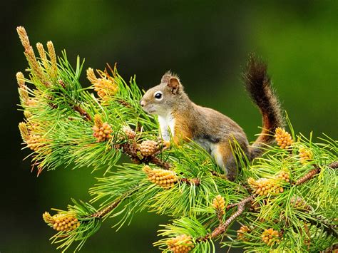 Forest Elf Cute Squirrel Hd Wallpapers Picture 01 Preview