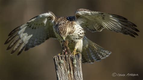 ChuckPink Photography Red Tailed Hawk