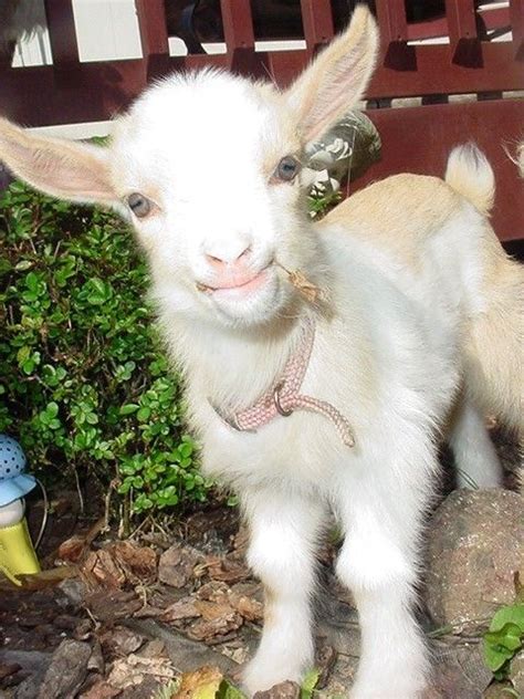 Saanen Cute Goats Cute Animals Cute Baby Animals