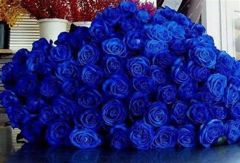 Royal Blue Roses Blue Roses Flowers For Girlfriend Blue Flowers