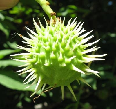 A spring hatch of all female wasps occurs from old galls. The World´s Tree Species: Horse Chestnut - Buckeye images