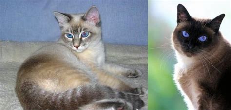 Tiger Cat Vs Applehead Siamese Breed Comparison