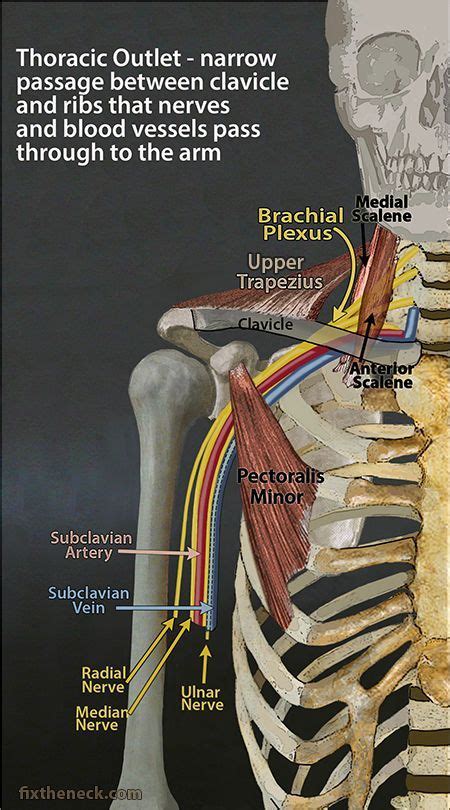 The spinal cord stretches all the way down the length of your back. Overcoming Chronic Neck Pain: Postural Causes and A Unique ...