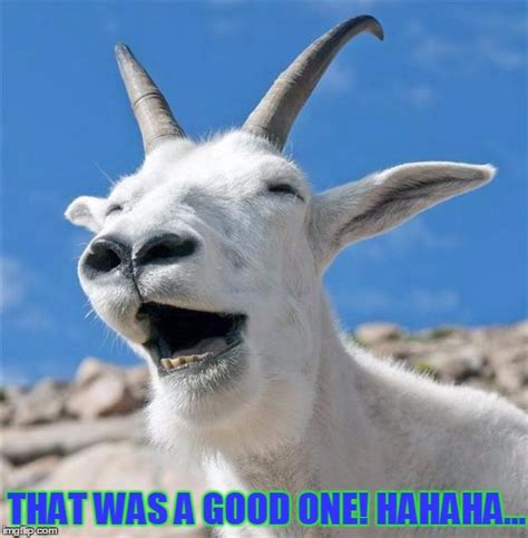 Laughing Goat Meme Imgflip