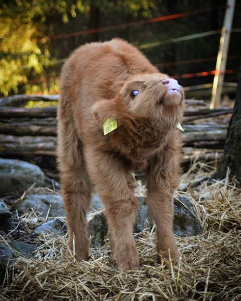 22 Adorable Highland Calves That Made Us Smile Today
