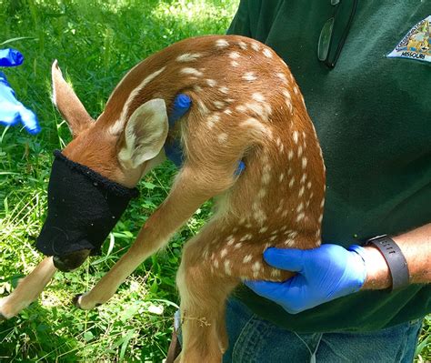 The Science Of Fawn Survival Leave It Where You Found It Nda