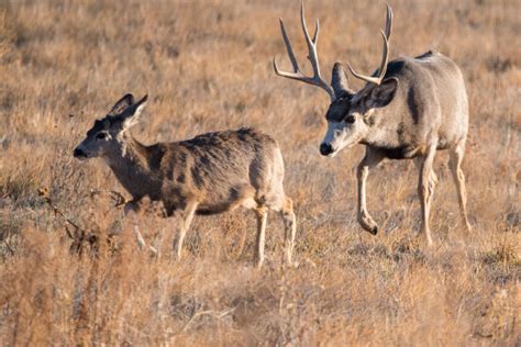 Deer Mating Habits How Deer Breed And Mate World Deer