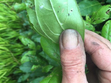 Help My Plants Leaves Are Covered In Tiny Holes — Bbc Gardeners