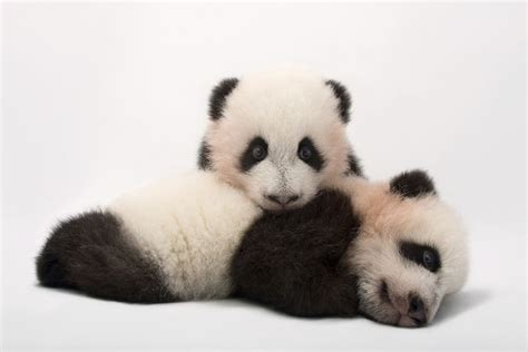 Portrait Of Mei Lun And Mei Huan The Twin Giant Panda Cubs Ailuropoda