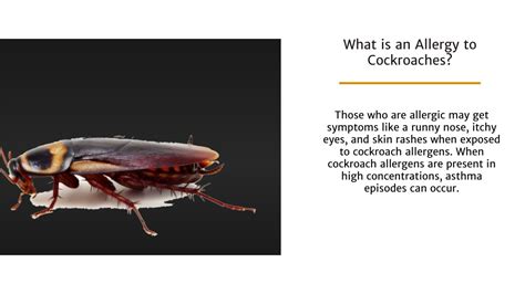Ppt What Is A Cockroach Allergy And How To Manage It Powerpoint Presentation Id12053292