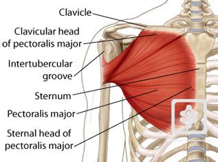 This page provides an overview of the chest muscle group. Two Bodyweight Workout Techniques That Will Make You Sore