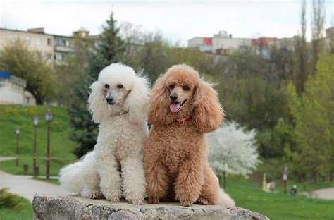 Why Poodles Are Good Dogs And Doodles Too K9 University Chicago