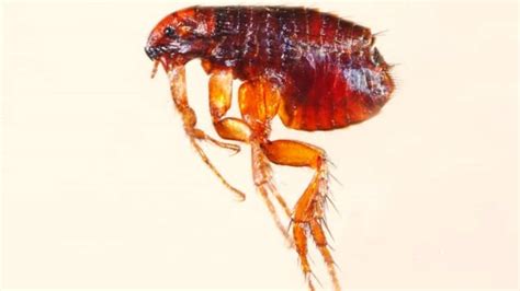 How To Get Rid Of Fleas In Your Home Angies List