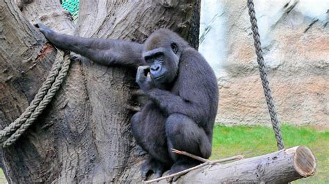 Der 56 hektar große zoologische garten rostock im barnstorfer wald ist mit seinen rund 320 verschiedenen tierarten der größte zoo. Zoo Rostock