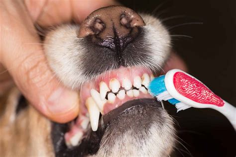 Brush Your Dogs Teeth Daily To Prevent Periodontal Disease