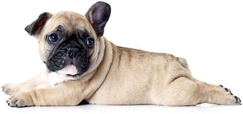 They don't need a lot of exercise and an area unit ready to support dogs and cats. Image result for french bulldog | Best male dog names ...