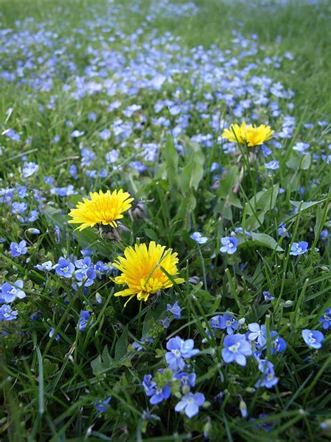 In milder climates, sow seeds in fall for spring bloom. Dandelions And Forget Me Nots Photograph by Robert Gebbie