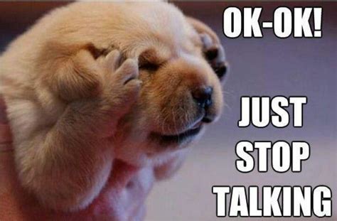Pictures Of Cute Animals Talking Stop Talking Cute Animals Cute