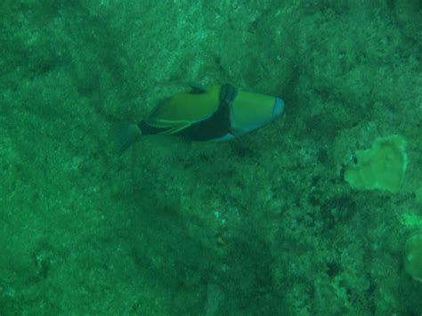 Hawaii State Fish Rectangular Triggerfish Humu Humu Nuku Flickr