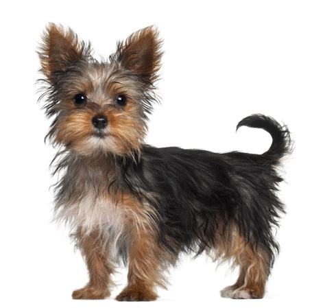Everything About Your Yorkshire Terrier Luv My Dogs