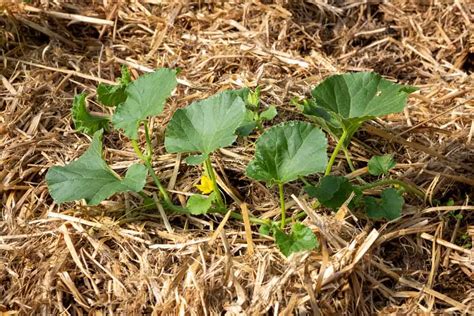 How To Grow Cantaloupe 6 Growing Tips Growfully