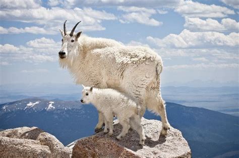 Mountain Goat Animal Facts And Information