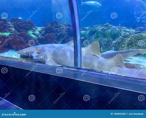 Two Nurse Sharks In The Shark Viewing Tunnel At Seaworld In Orlando