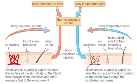 Controlling Body Temperature Homeostasis In Action Biology Year