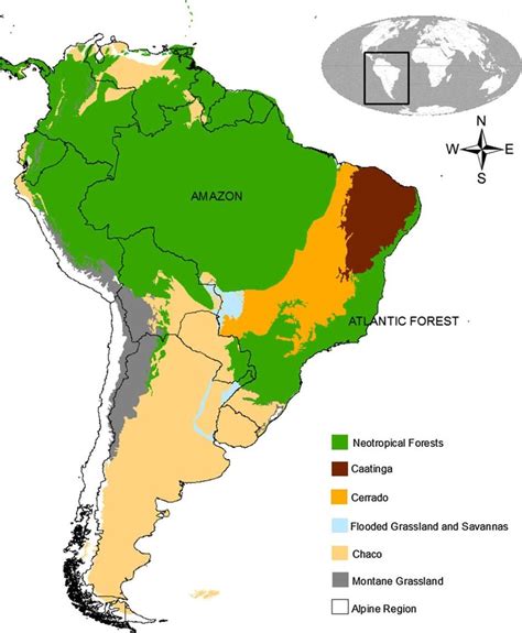 The Neotropical Main Rainforests Distribution Amazon And Atlantic