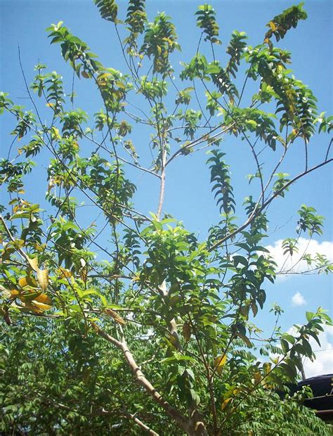 Keberadaan jerawat batu di muka sering kali membuat tidak percaya diri. Semua Menjadi: Kenangan Si Jambu Batu Kampung