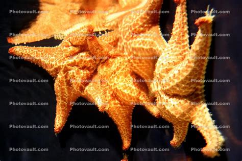 Bahama Star Oreaster Reticulatus Valvatida Oreasteridae Starfish